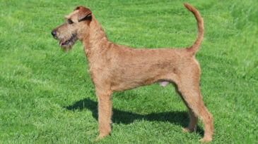 Categorizing Hair Types in Dogs